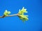 Blossoming leaves on a tree branch. It& x27;s spring