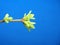 Blossoming leaves on a tree branch. It& x27;s spring