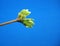 Blossoming leaves on a tree branch. It& x27;s spring