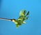 Blossoming leaves on a tree branch. It& x27;s spring. On a blue background