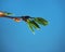 Blossoming leaves of a tree. It& x27;s spring. Photo on a blue background