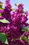 Blossoming lilac