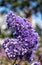 Blossoming lilac-colored flowers flowering plant cluster natural background, blossom