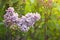 Blossoming lilac colorful spring bush