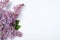 Blossoming lilac flowers on white background