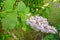Blossoming of a lilac Hungarian Syringa josikaea J. Jacq. ex Rchb
