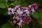 Blossoming lilac syringa in spring