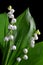 Blossoming lilly of the valley Convallaria majalis with transparent drops of water.