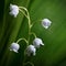 Blossoming lily, with fragrant white bells, close-up. Floral background