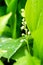 Blossoming lily of the valley in the drops after the rain,