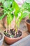 Blossoming lily of the valley in pot