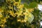 Blossoming linden tree. Linden tree in blossom. Nature background.