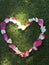 Blossoming Love: Above the Green Field, a Heart-Shaped Flower in Full Bloom on Valentine\'s Day