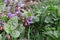 The blossoming lungwort.  Pulmonaria obscura.