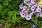 Blossoming magenta petunia flowers on green background.Plants for hanging planters. Garden flowers. Flowers in the pot