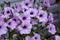 Blossoming magenta petunia flowers on green background.Plants for hanging planters. Garden flowers. Flowers in the pot