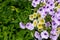 Blossoming magenta petunia flowers on green background.Plants for hanging planters. Garden flowers. Flowers in the pot