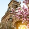 Blossoming magnolia against the background of Eiffel Tower