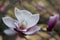 Blossoming magnolia in a garden close up