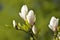 The blossoming magnolia of Sulanzha (Magnolia Ã—soulangeana Soul