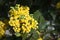 Blossoming mahonia in the garden