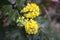 Blossoming mahonia in the garden