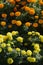 Blossoming Marigolds flowers in the garden. Many small orange and Yellow Flowers. Calendula in the par