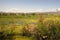 Blossoming marsh in the steppes