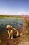 Blossoming marsh in the steppes