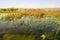 Blossoming marsh in the steppes