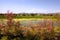 Blossoming marsh in the steppes