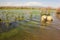 Blossoming marsh in the steppes