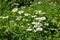 Blossoming matricaria flowers