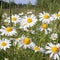 Blossoming meadow chamomiles with white petals close up