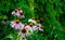 Blossoming medicinal echinacea in a green garden