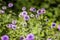 Blossoming Milk Thistle flower