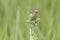 Blossoming milk thistle flower over green background, close up, macro