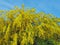 Blossoming mimosa in spring in Portugal