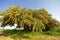 Blossoming mimosa tree