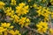 Blossoming of mimosa tree. Acacia podalyriifolia, yellow flowers in blooming