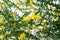 Blossoming of mimosa tree. Acacia podalyriifolia, yellow flowers in blooming