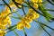 Blossoming of mimosa tree Acacia pycnantha, golden wattle close up in spring, bright yellow flowers, coojong