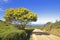 Blossoming mimosa tree in Portugal