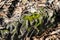 Blossoming moss on stone. Background