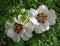 Blossoming of Moutan Tree Peony Paeonia suffruticosa in Kyiv Botanical garden, Ukraine