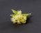Blossoming natural branch of Linden or Tilia tree with yellow flowers.