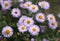 The blossoming New york aster bush in the fall. Aster American Aster novi-belgii. Symphyotrichum novi-belgii.