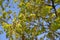 The blossoming oak English,Quercus robur L.