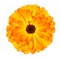 Blossoming Orange Pot Marigold Flower Isolated