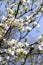 Blossoming orchard in the spring. Blooming plum orchard tree on a blue sky background. Spring background. Spring orchard.